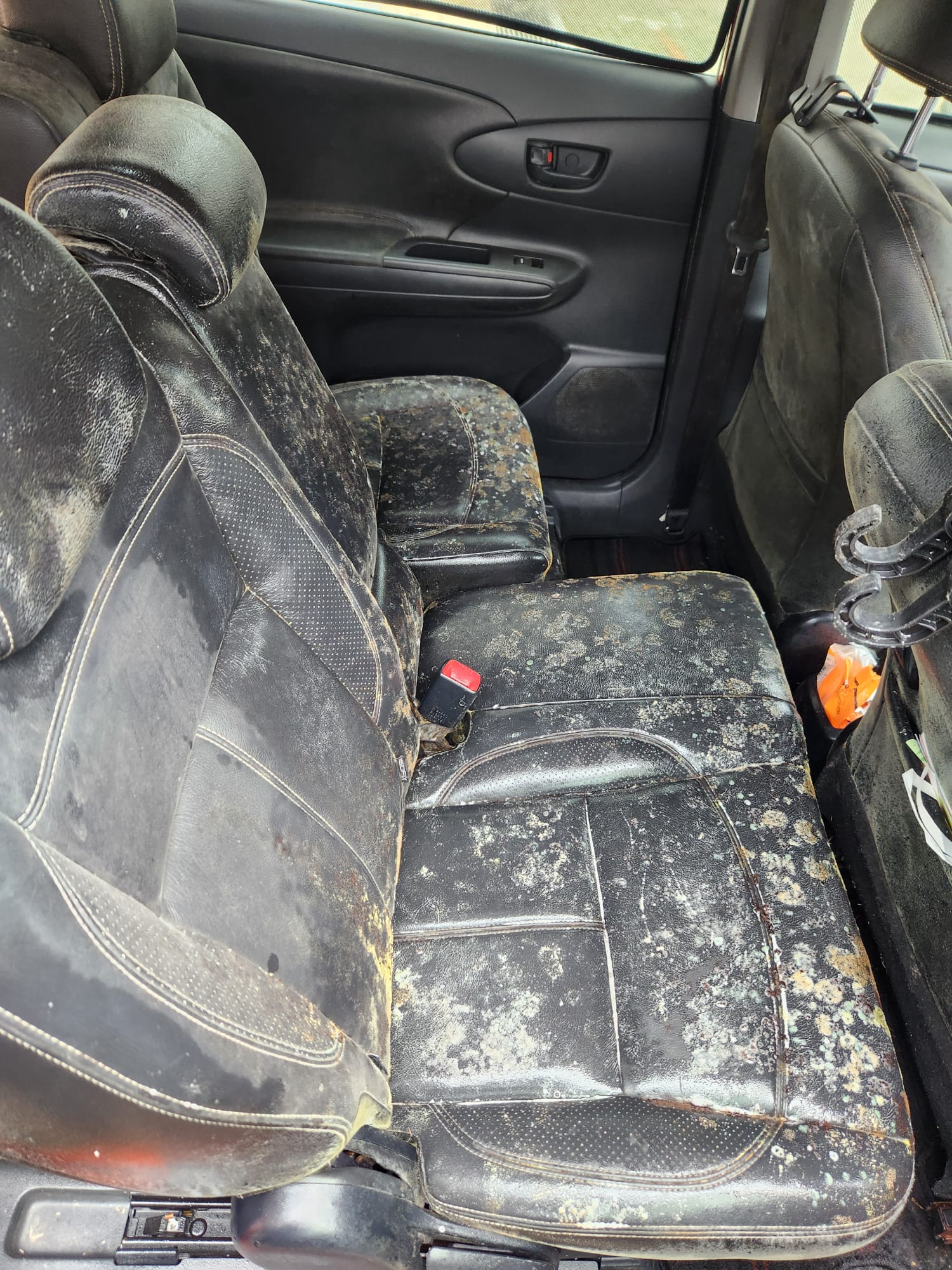 Heavy mould growth across seats and interior surfaces in a car cabin