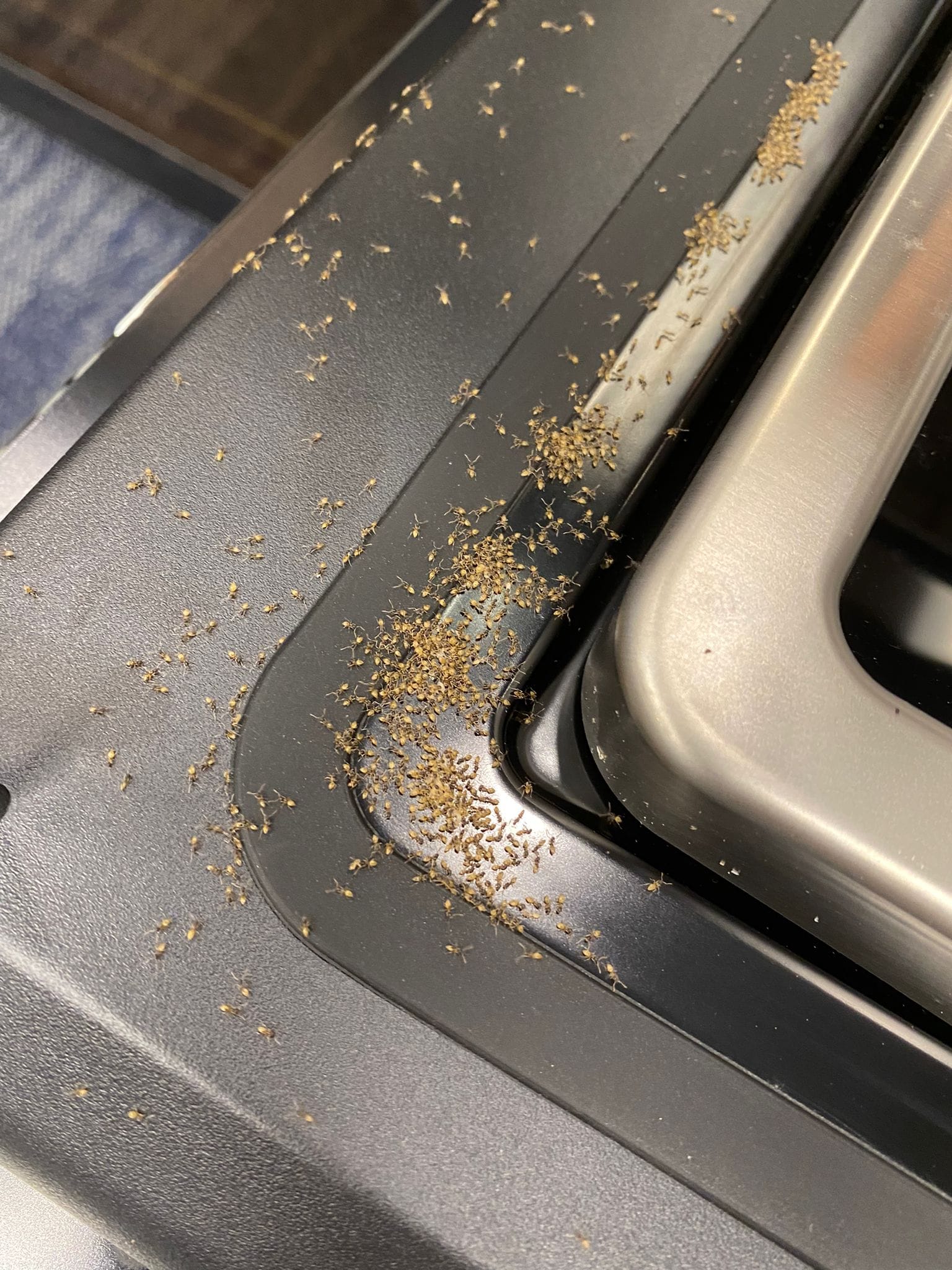 Ant infestation in a vehicle cabin