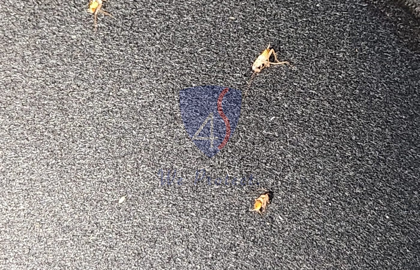 Car cockroach activity checked before Four Solutions fumigation in Singapore