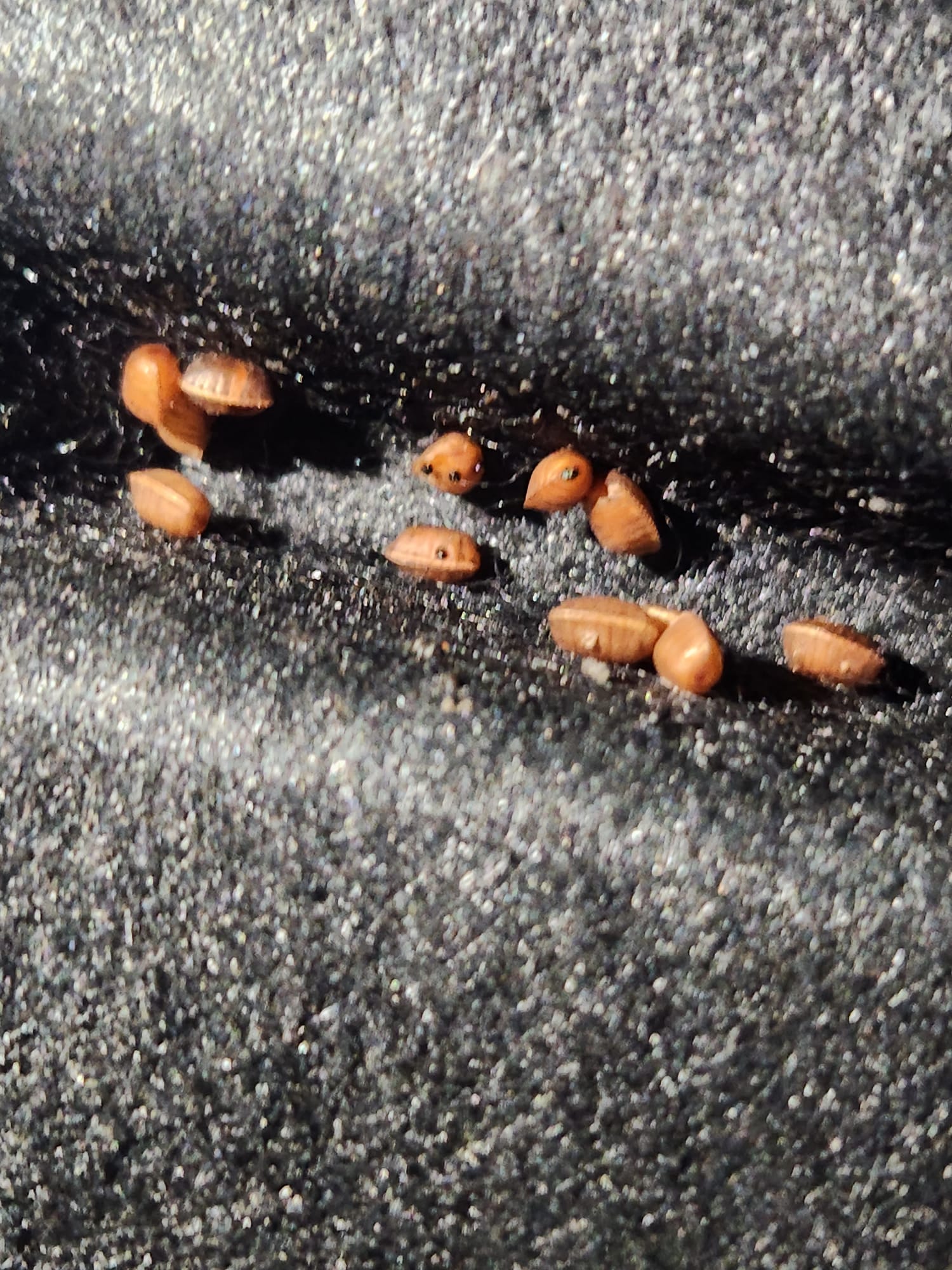 Cockroach evidence in a vehicle cabin before treatment.