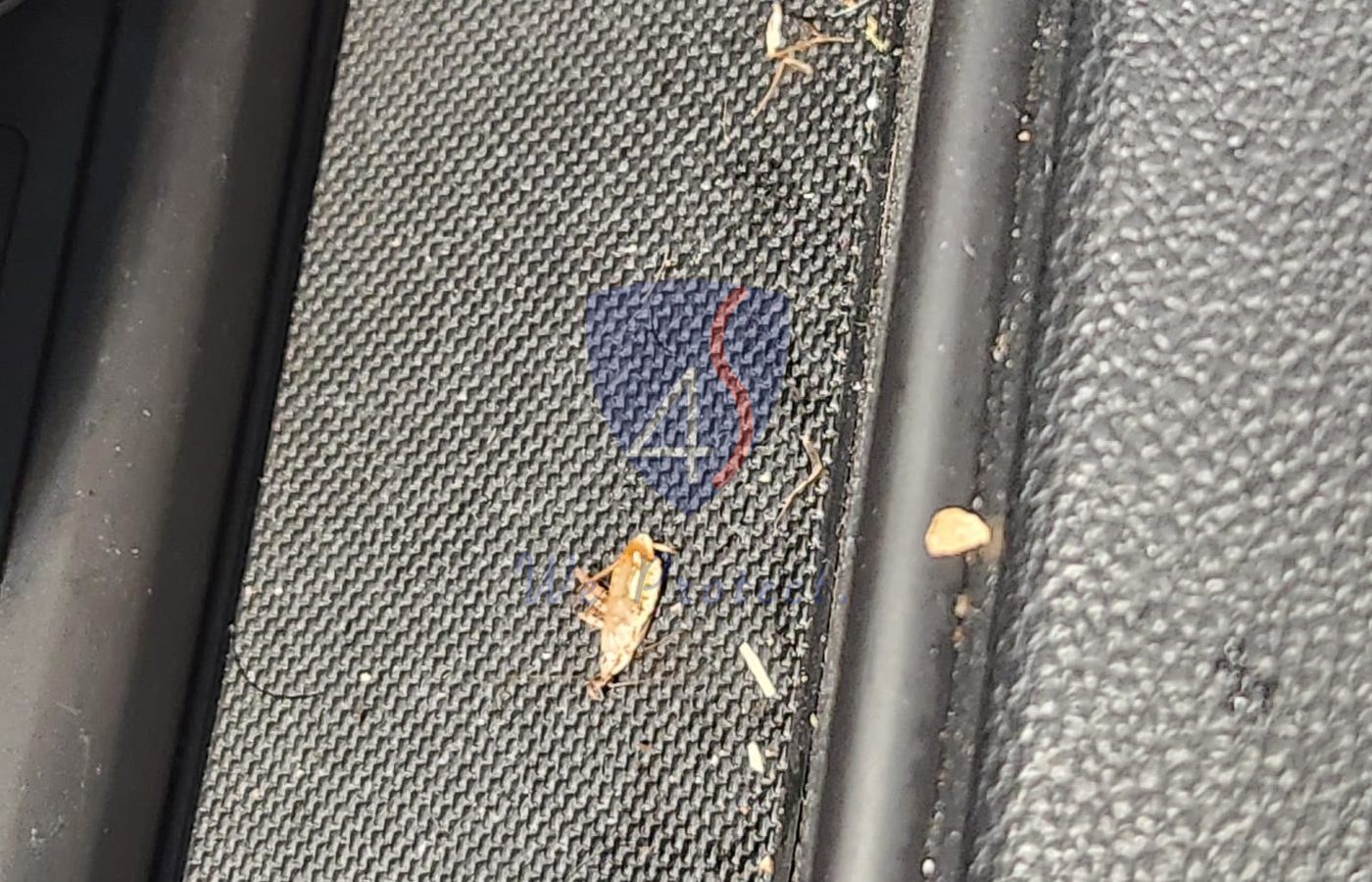 Car cockroach infestation signs before Four Solutions fumigation in Singapore
