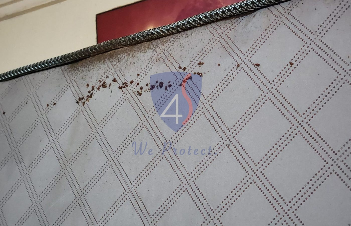 Bed bug droppings found during Four Solutions pest inspection in Singapore