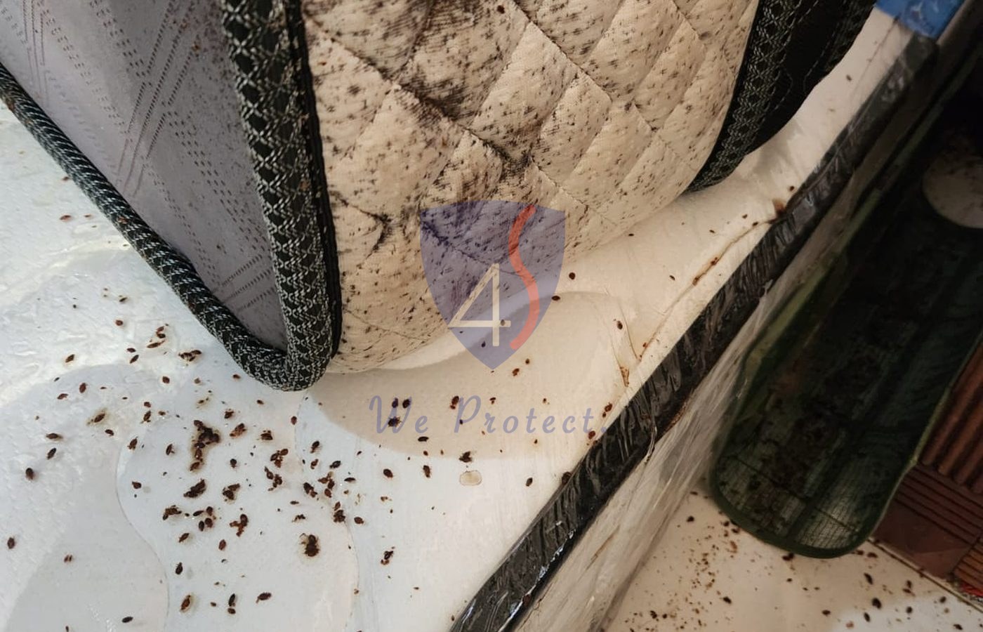 Bed bug infestation signs in a Singapore home treated by Four Solutions