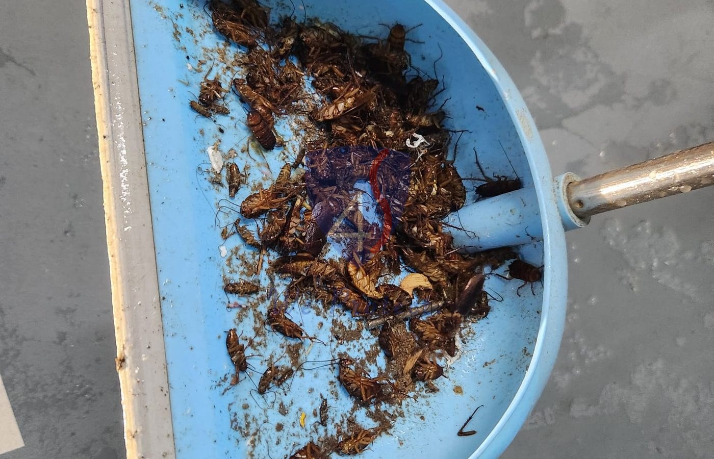 Cockroach infestation evidence found before Four Solutions treatment in Singapore
