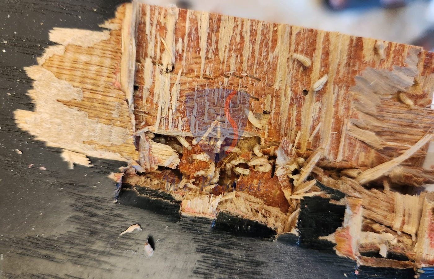 Close-up termite activity found during Four Solutions inspection in Singapore