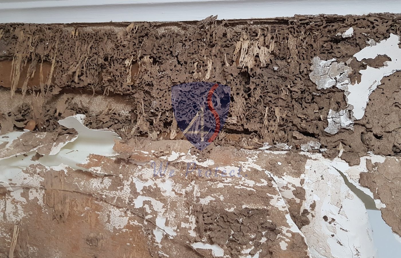 Termite damage in a Singapore property treated by Four Solutions