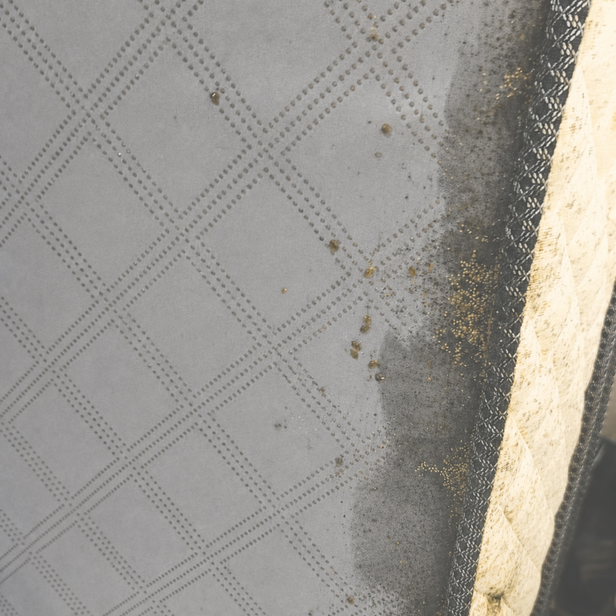 Bed bug eggs found in a concealed harbourage point.