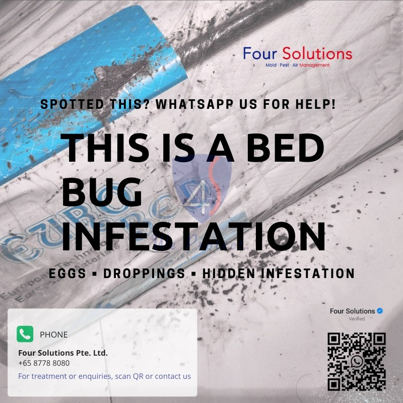 Visible bed bug infestation evidence before treatment.
