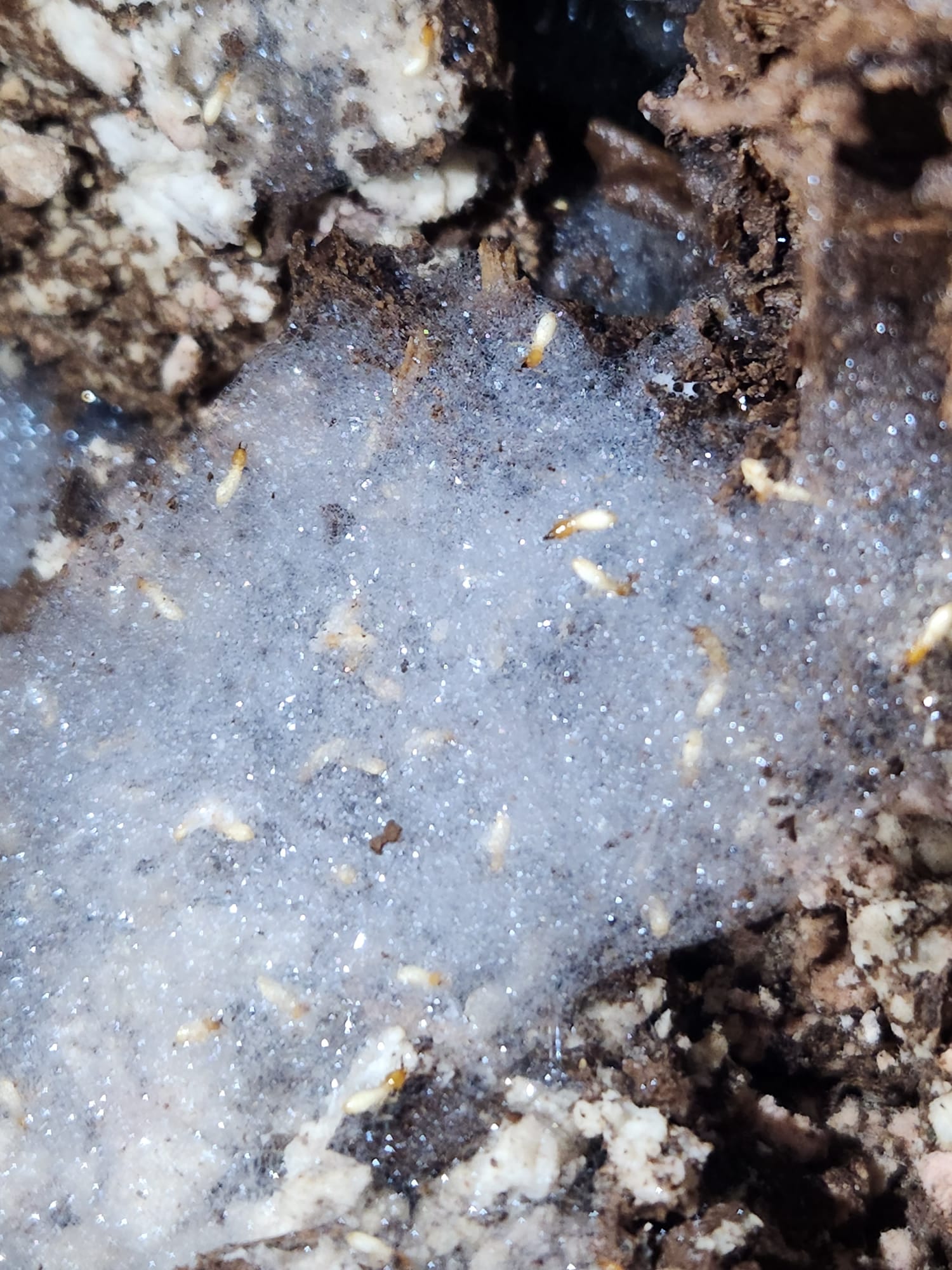 Foam injection delivered into an active termite void